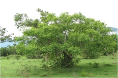 Erythroxylum monogynum